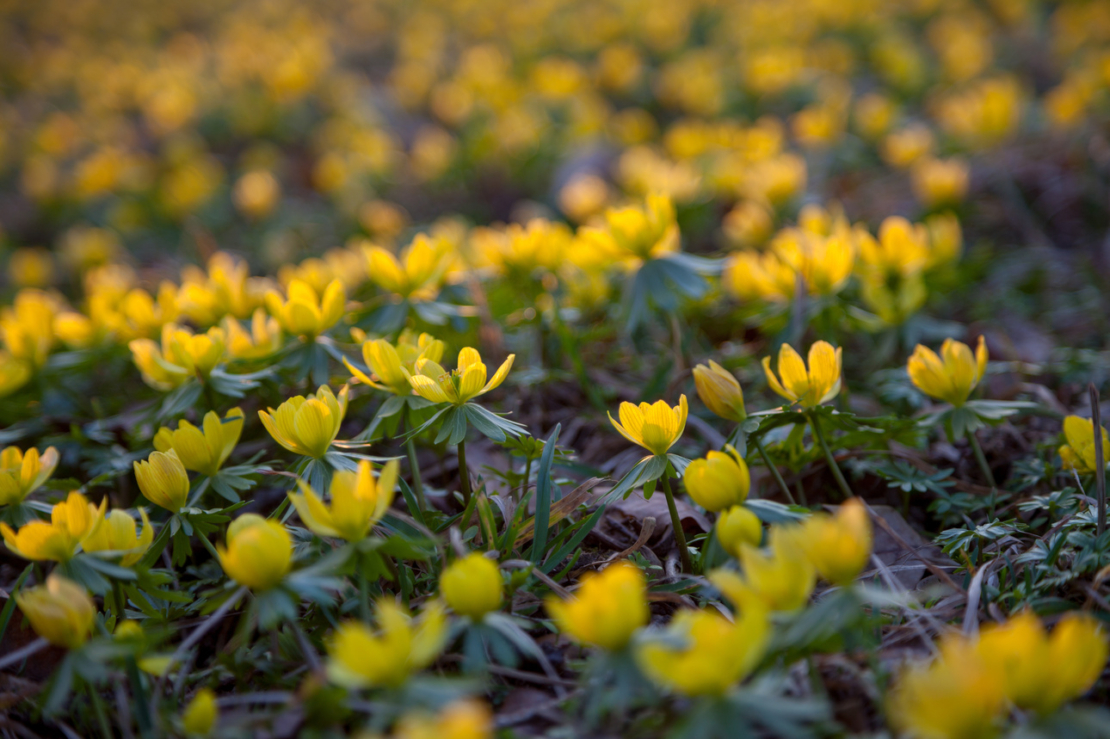 Gelbblühende Winterlinge. Foto: AdobeStock_zimuwe
