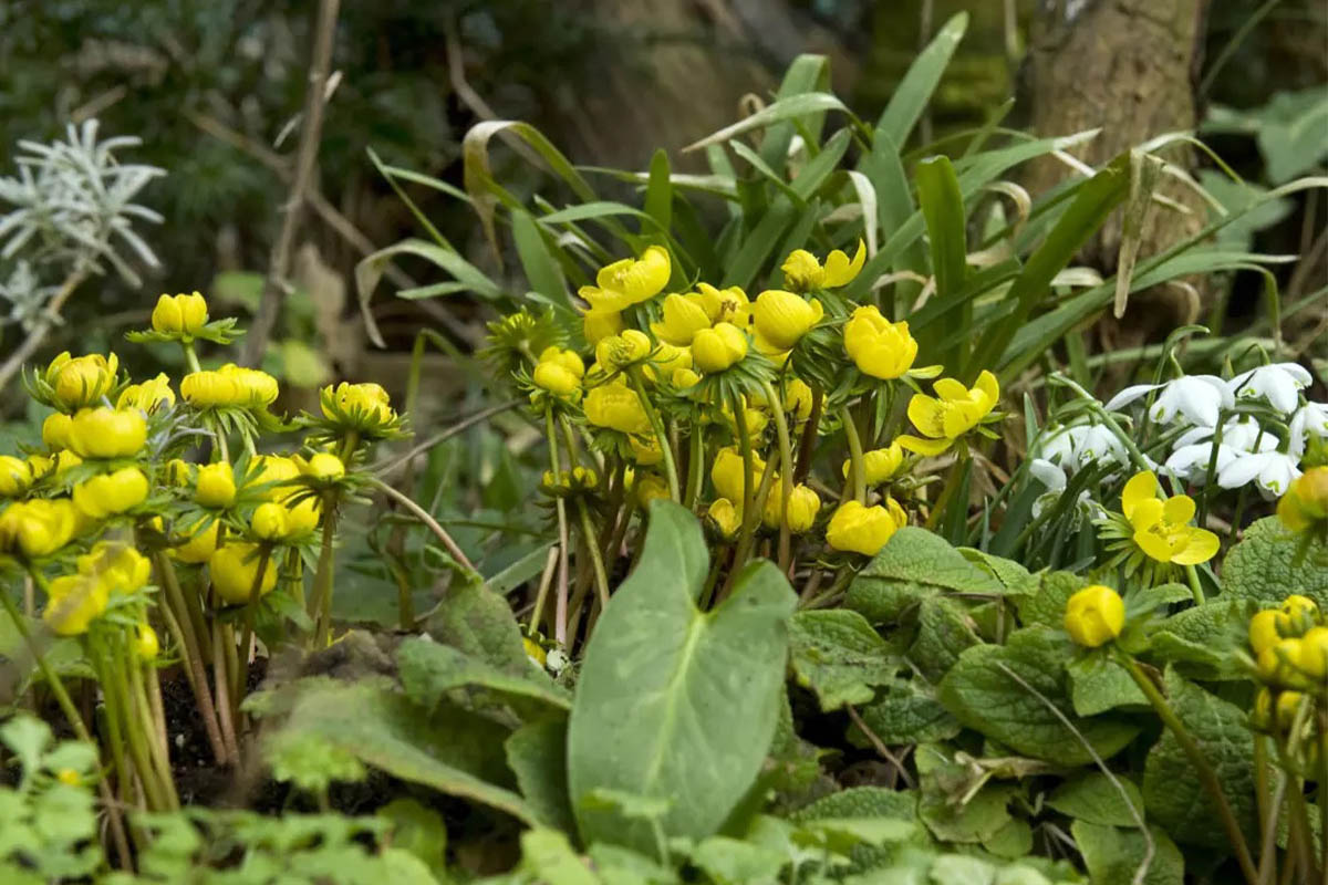 Winterlinge leuchtendes Gelb für kahle Frühlingsgärten GartenFlora