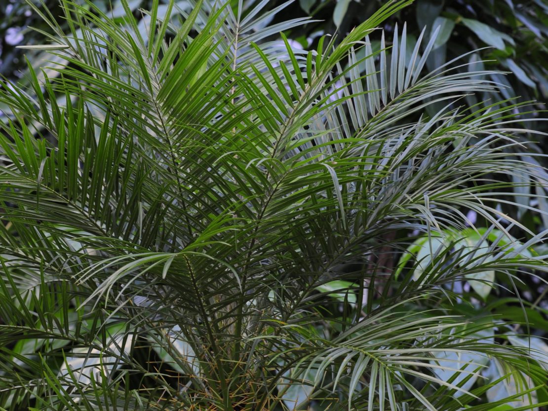 Dschungelfeeling mit Zwerg-Dattelpalme Phoenix roebelinii