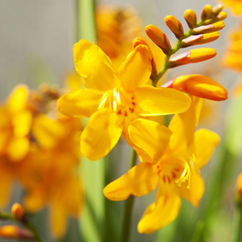 Montbretie mit leuchtend gelben Blüten