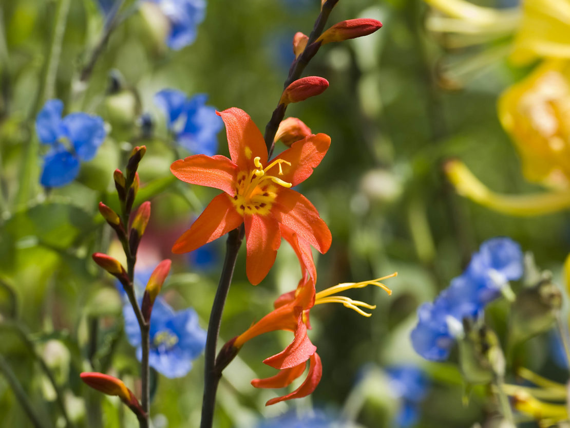 Montbretie mit orangefarbenen Blüten vor blauem Sommerblüher