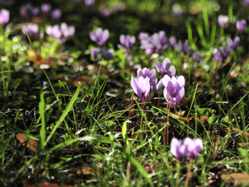 blühende Freiland-Alpenveilchen im Garten