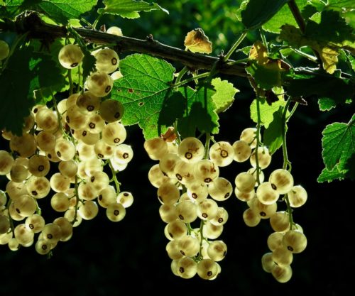 Johannisbeeren Sorten: Weiße Johannisbeere