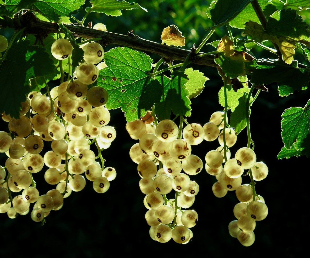 Johannisbeeren Empfehlenswerte Sorten GartenFlora
