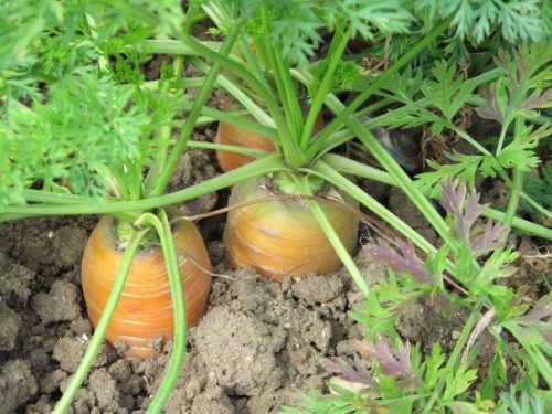 erntereife Möhren im Gartenboden