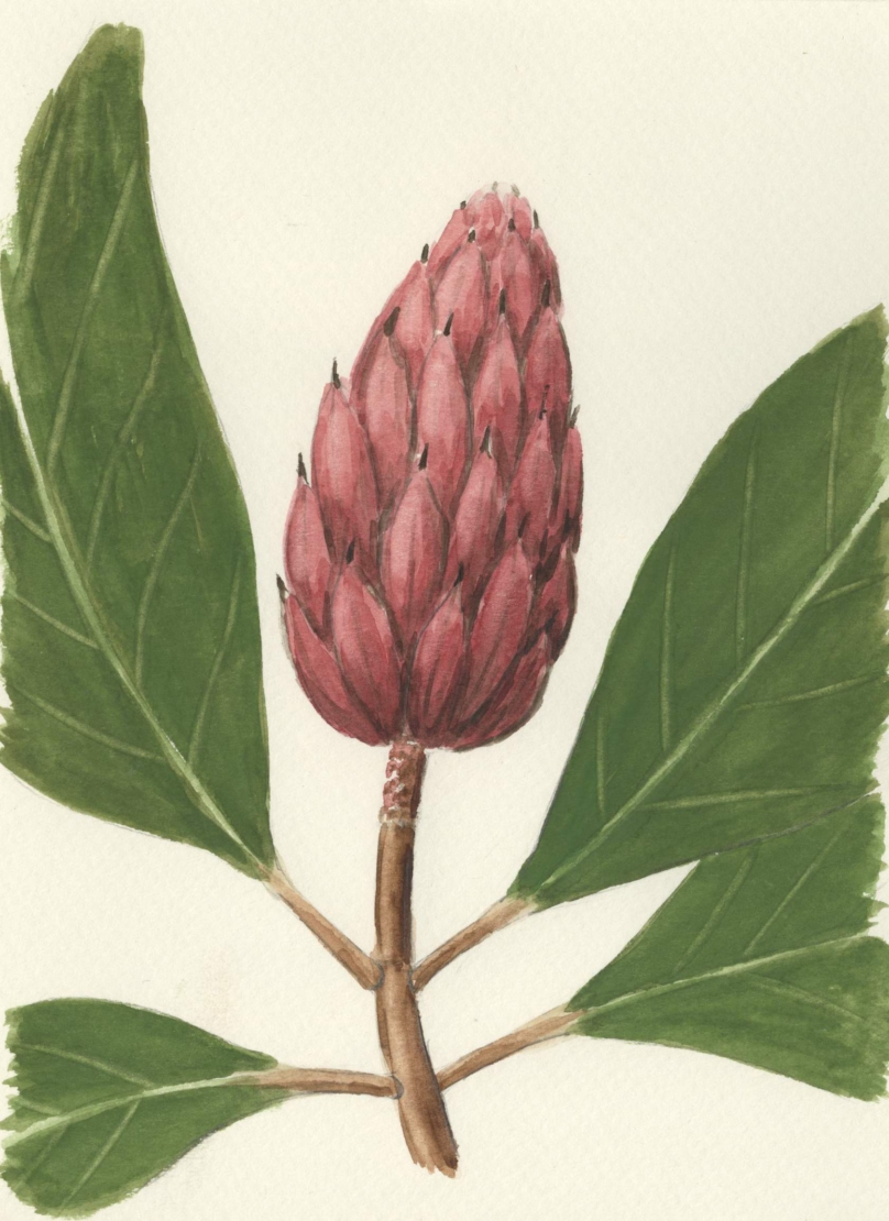Magnolie. Illustration: © GartenFlora/Klaus-Dieter Röding