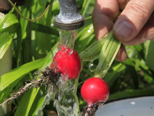 frisch geerntete Radieschen unter Wasserhahn