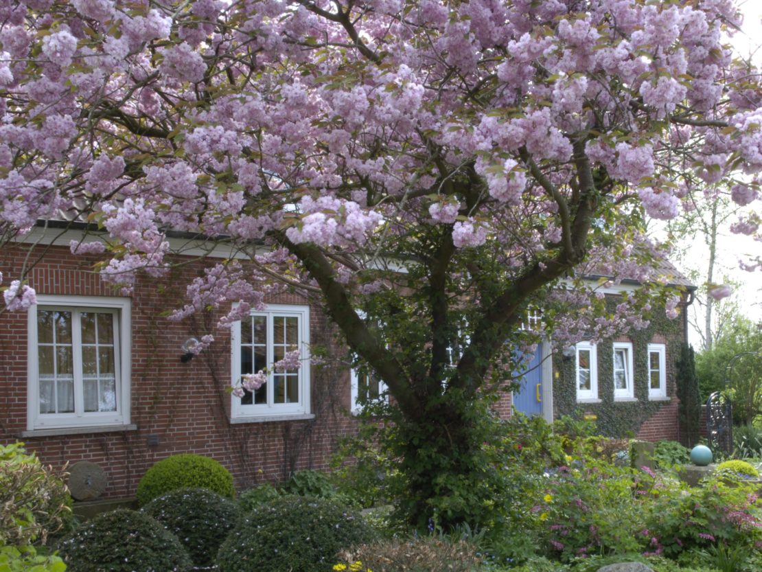 blühende Zierkirsche in einem Vorgarten