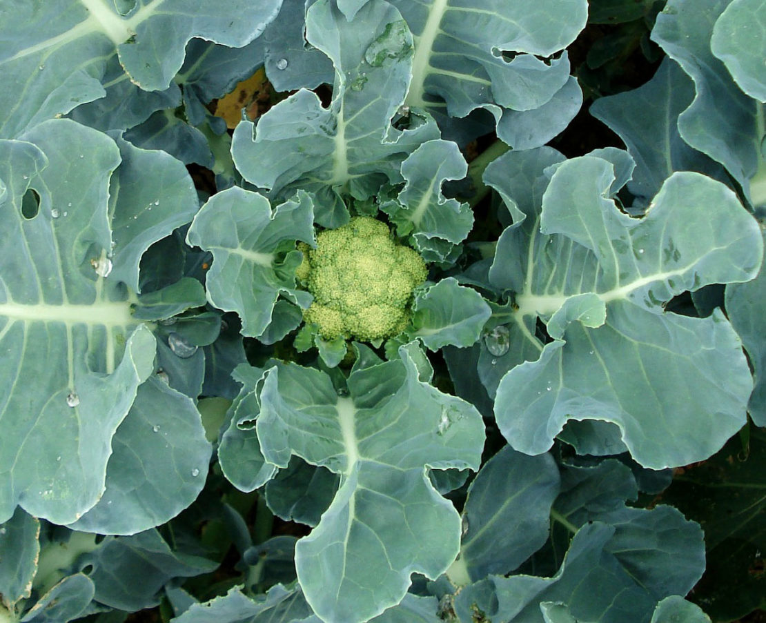 Blumenkohl anbauen Kopflos bei zu viel Hitze GartenFlora