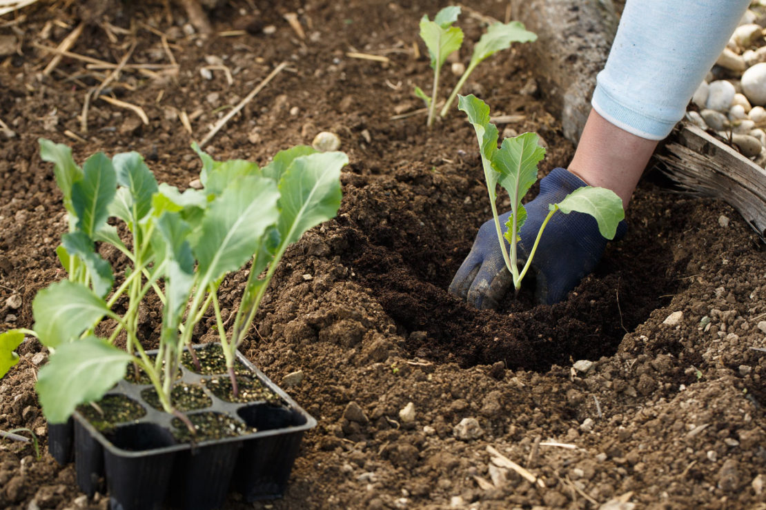 Blumenkohl Setzling