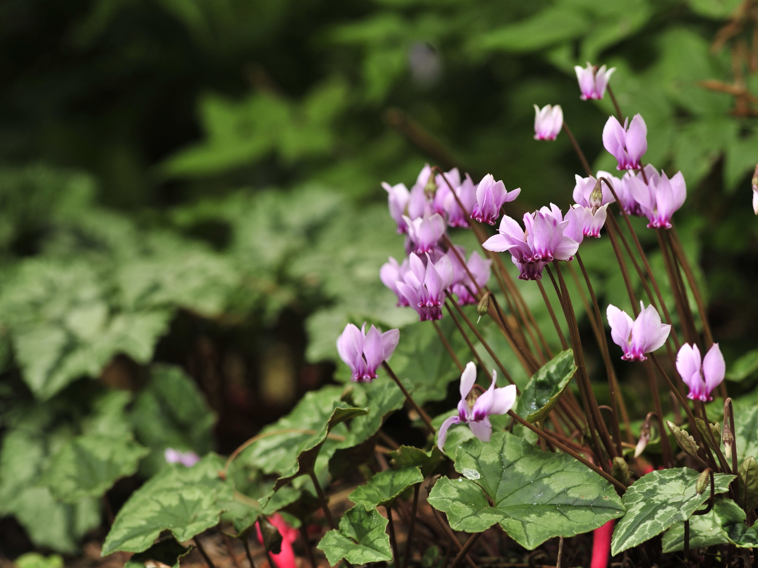 VorfrühlingsAlpenveilchen Cyclamen für den Garten GartenFlora