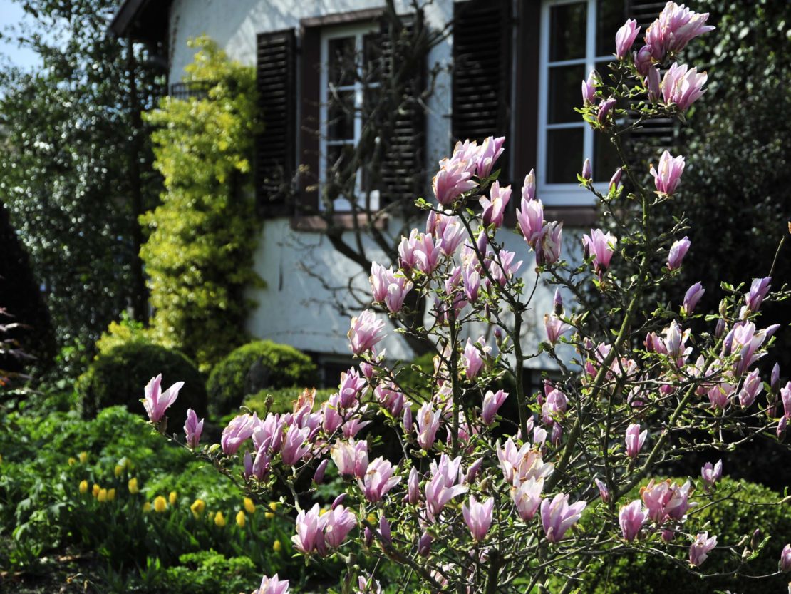 Magnolien ganz schön extravagant GartenFlora