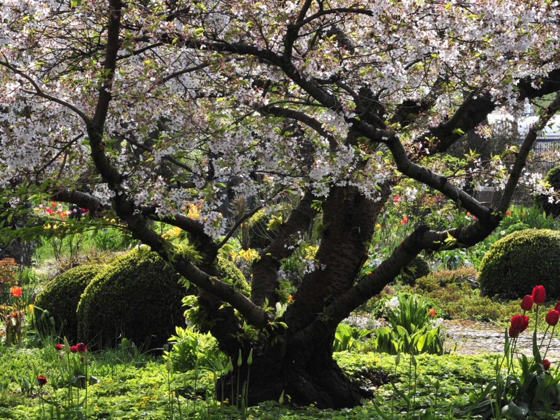 mächtige alte Zierkirsche im Frühlingsgarten