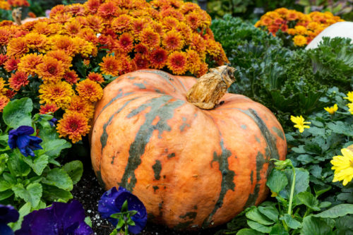 Herbstblüher: Chrysanthemen