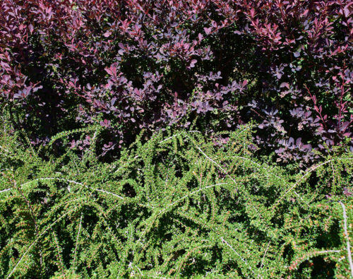 Cotoneaster und Berberis