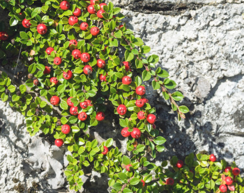 Zwergmispel Mauer