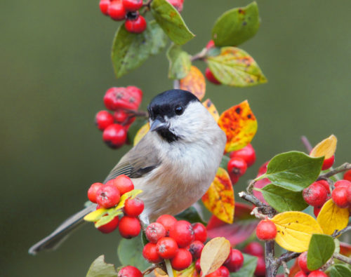 Zwergmispel Vogel