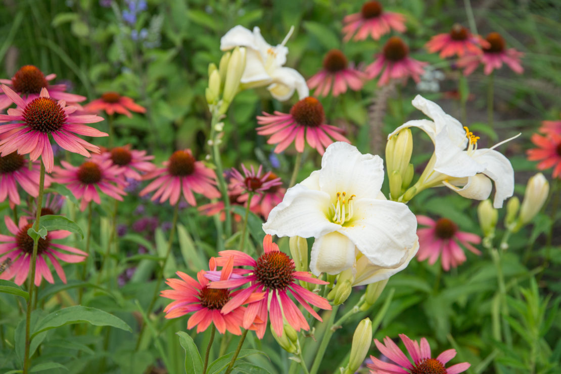 Taglilien und Echinacea sind schöne Pflanzpartner im Beet. Foto: iVerde_Maayke de Ridder