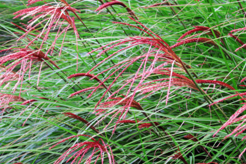 Miscanthus Blüte