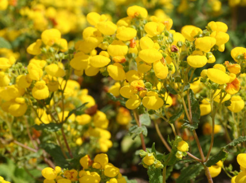 Garten-Pantoffelblume