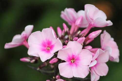 Phlox Flammenblume