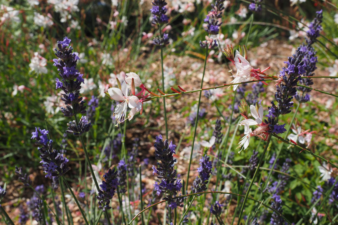 Prachtkerze Lavendel