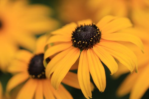 Rudbeckia Sonnenhut