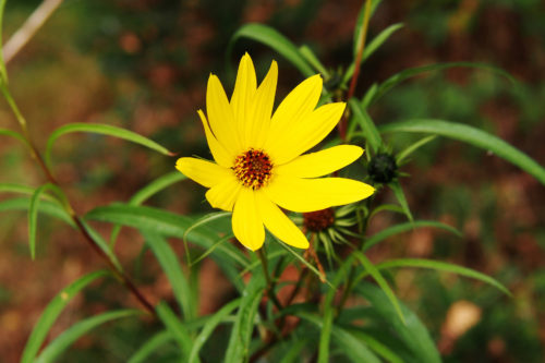 Staudensonnenblume – gelbe Herbstblüher