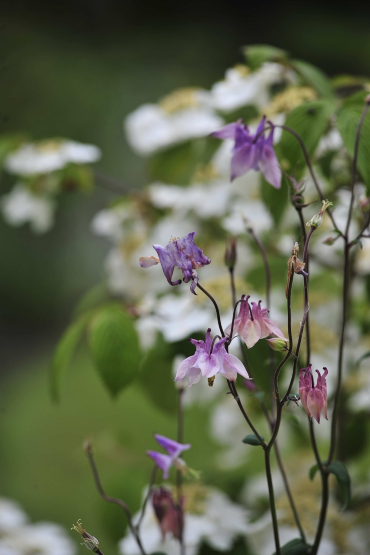 Nahaufname violett blühender Akeleien. Foto: © GartenFlora/Christian Gehler