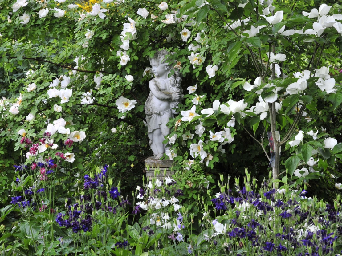 Blaublühende Akeleien zusammen mit weißblühenden Sträuchern und Engelsstatue. Foto: © GartenFlora/Christian Gehler