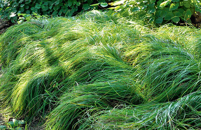 Carex caryophylla 