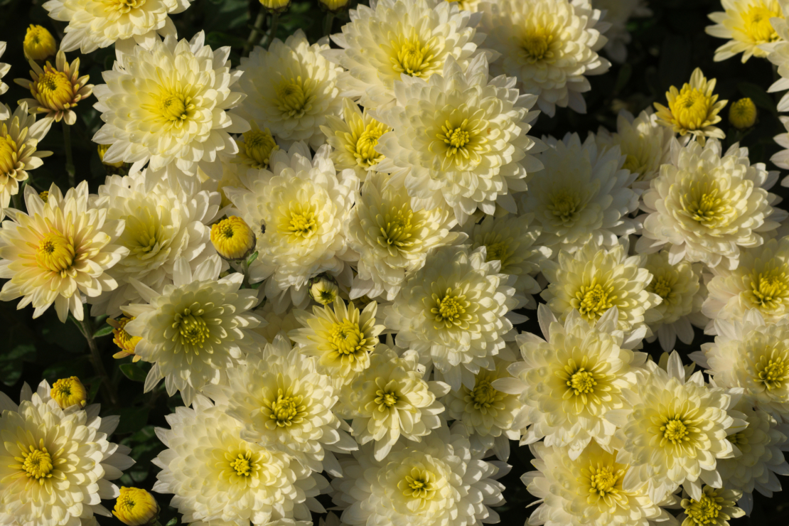 ‘Schneewolke‘ ist eine kleinwüchsige Sorte mit halbgefüllten Blüten. Foto: iStock_Patrick Kaiser