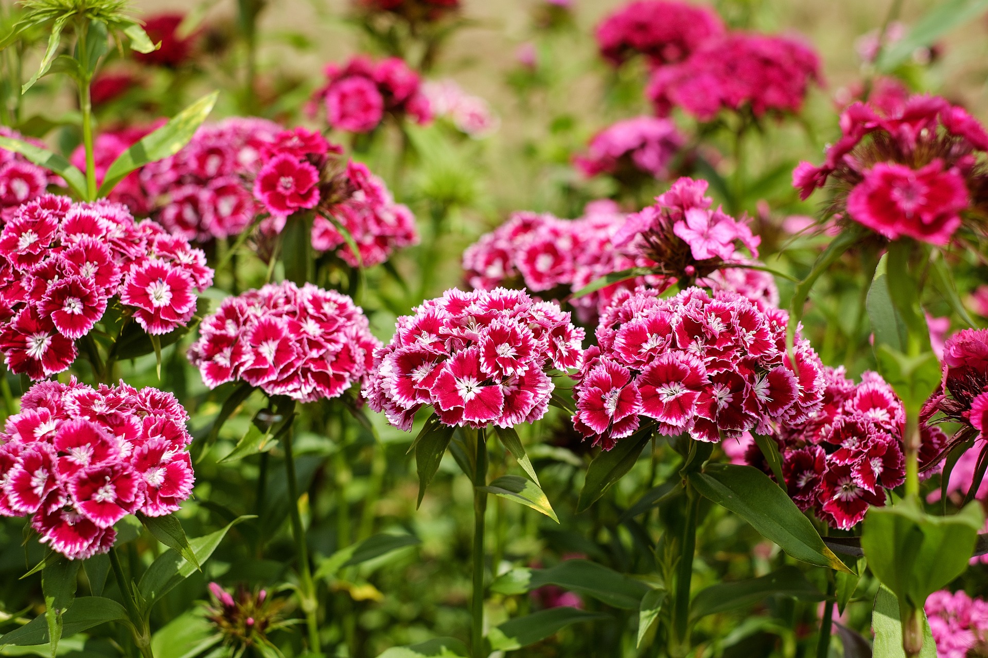 5. Embrace The Fragrance: Sweet William Plants For A Sensory Oasis