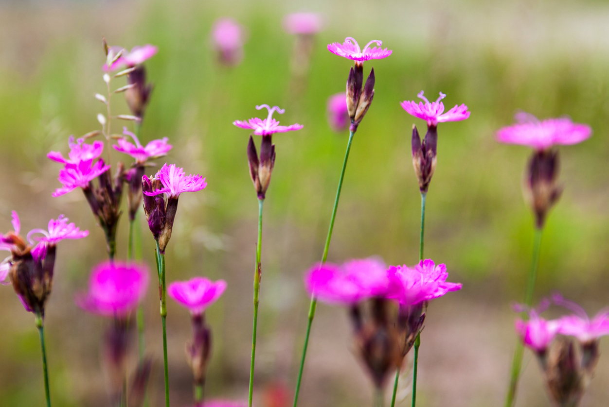 Nelken Winterharte Arten für den Garten GartenFlora