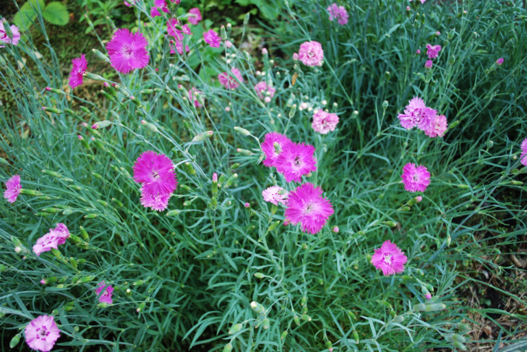 Nelken Winterharte Arten für den Garten GartenFlora