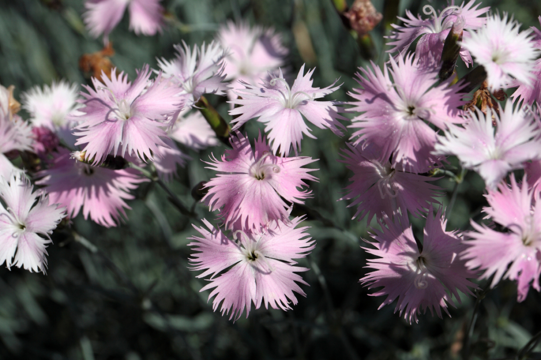 Nelken Winterharte Arten für den Garten GartenFlora