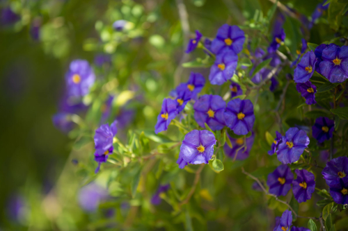 Violettblühender Enzianstrauch. Foto: AdobeStock_patrick