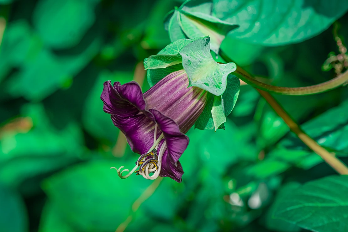 Blüte einer Glockenrebe: Die Blüte ist nach links geöffnet und lange Staubgefäße ragen aus der glockenförmigen, violettfarbenen Blüte. Das Laub der Kletterpflanze ist frischgrün. Foto: AdobeStock_Golden Shark