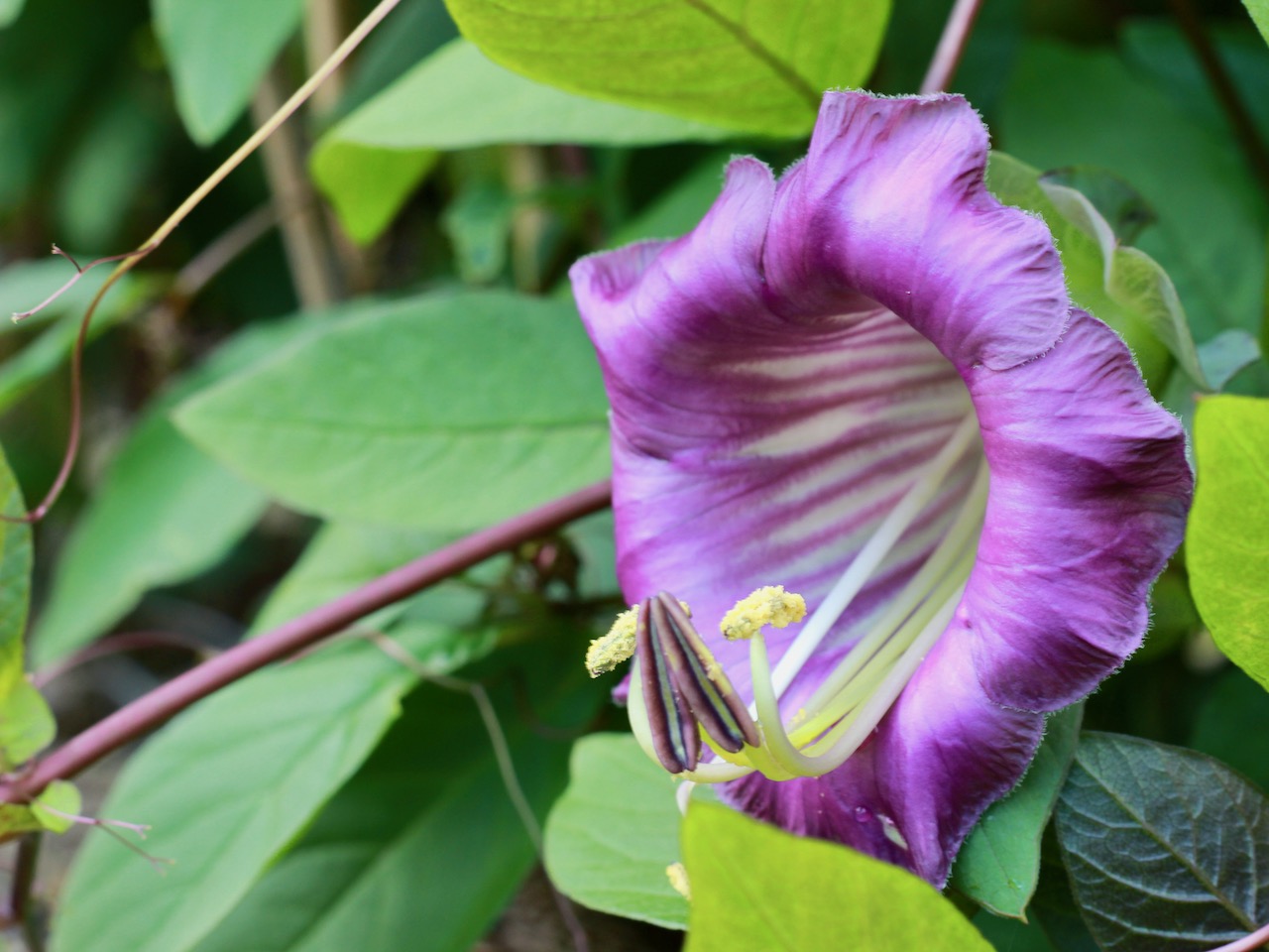 Glockenrebe turboschnelle Kletterpflanze mit WowBlüten GartenFlora