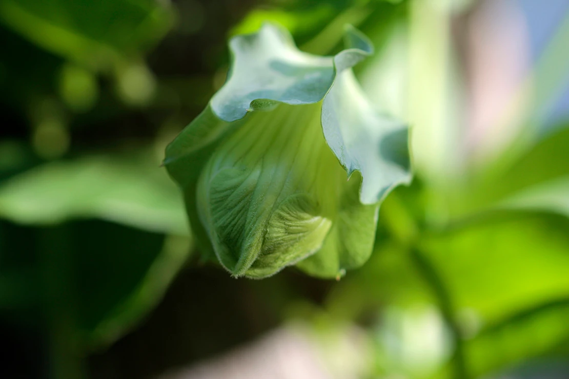 Die geschlossene Blüte einer Glockenrebe. Foto: AdobeStock_TwilightArtPictures