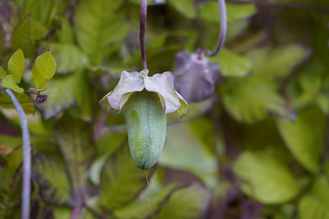 Eine Glockenrebe mit einer grünen, länglichen Fruchtkapsel. Foto: AdobeStock_guentermanaus