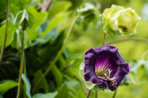 Eine blühende Glockenrebe: Zu sehen sind frischgrüne Blätter und zwei glockenförmige Blüten im rechten Teil des Bildes – eine Blüte in dunkelviolett und eine weiße. Foto: AdobeStock_pusteflower9024