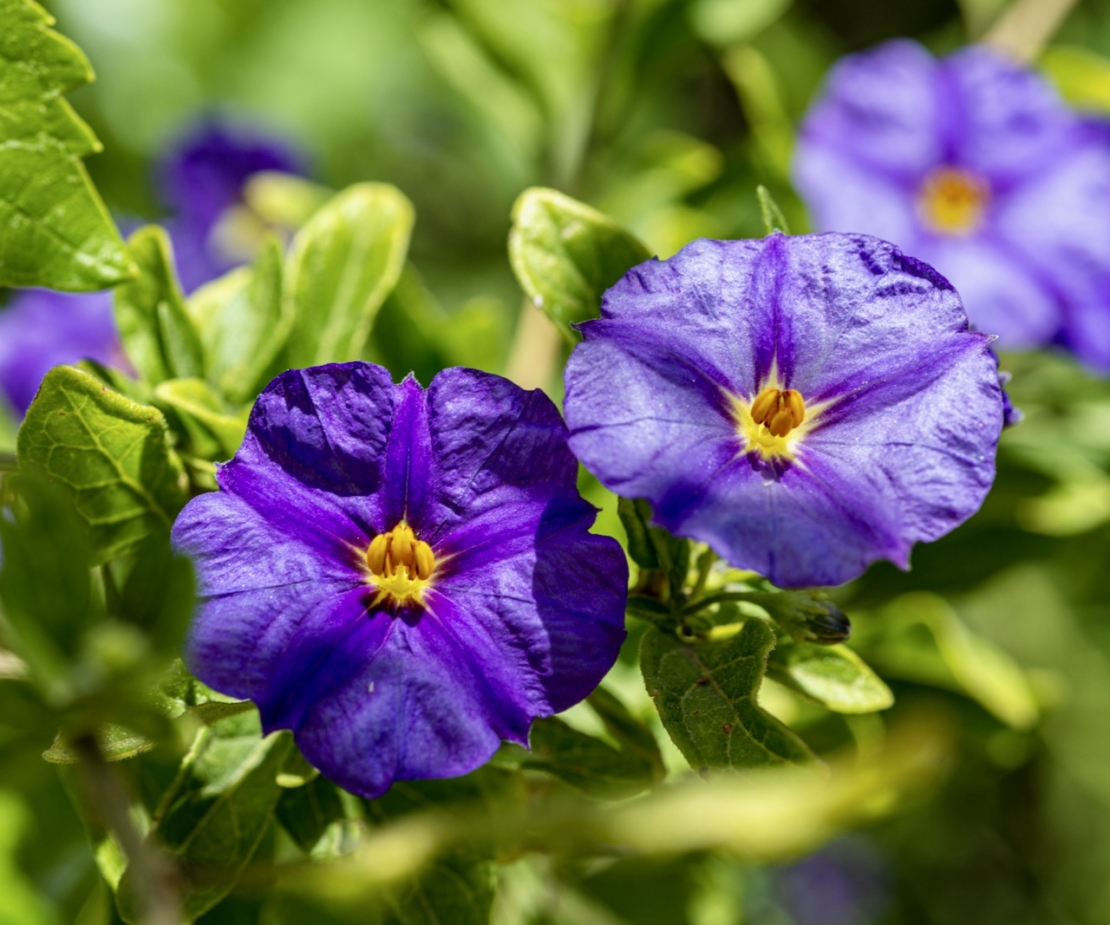 Kartoffelblume üppige Kübelpflanze mit blauen Blüten GartenFlora