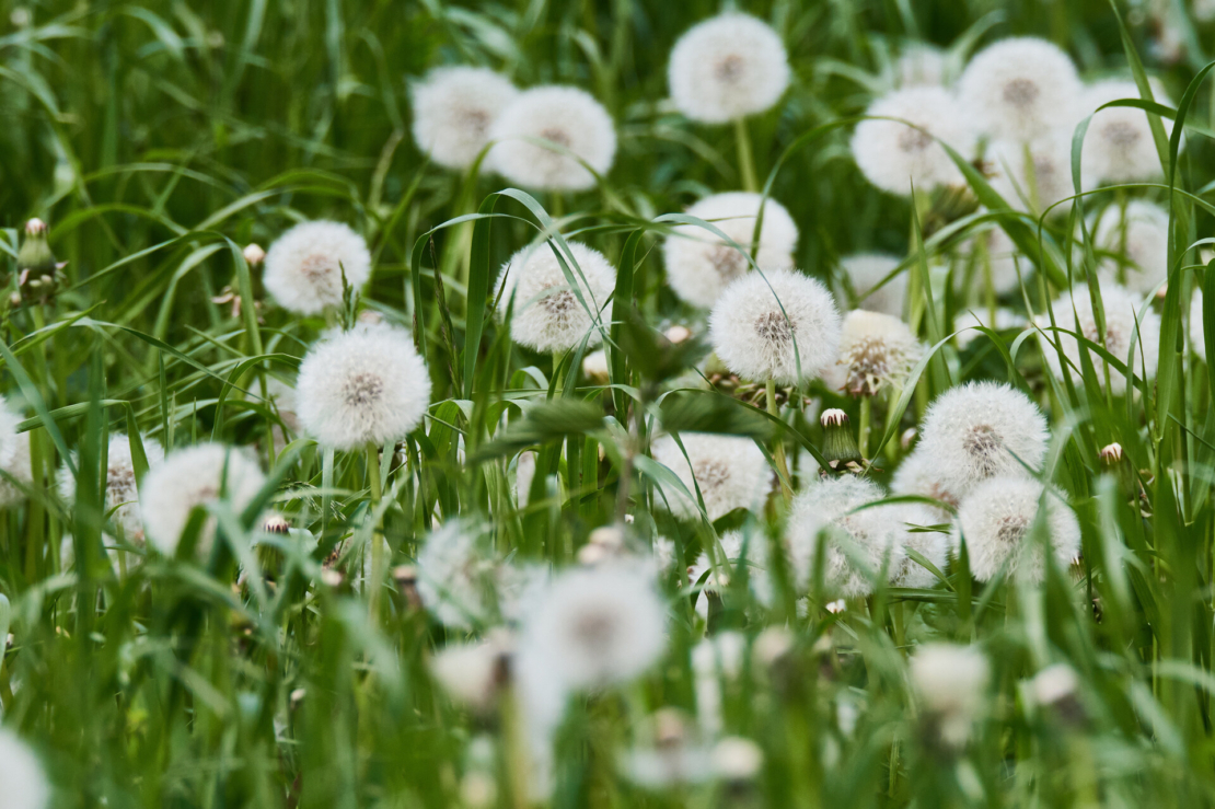 Viele Pusteblumen auf einer Wiese. Foto: AdobeStock_Karin Jähne