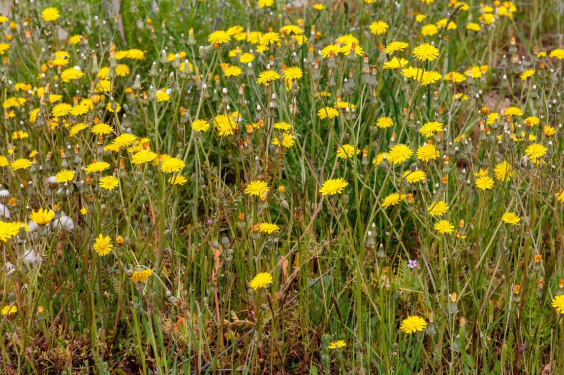 Gelbe Blüten des Rauen Löwenzahns auf einer Wiese. Foto: AdobeStock_LFRabanedo