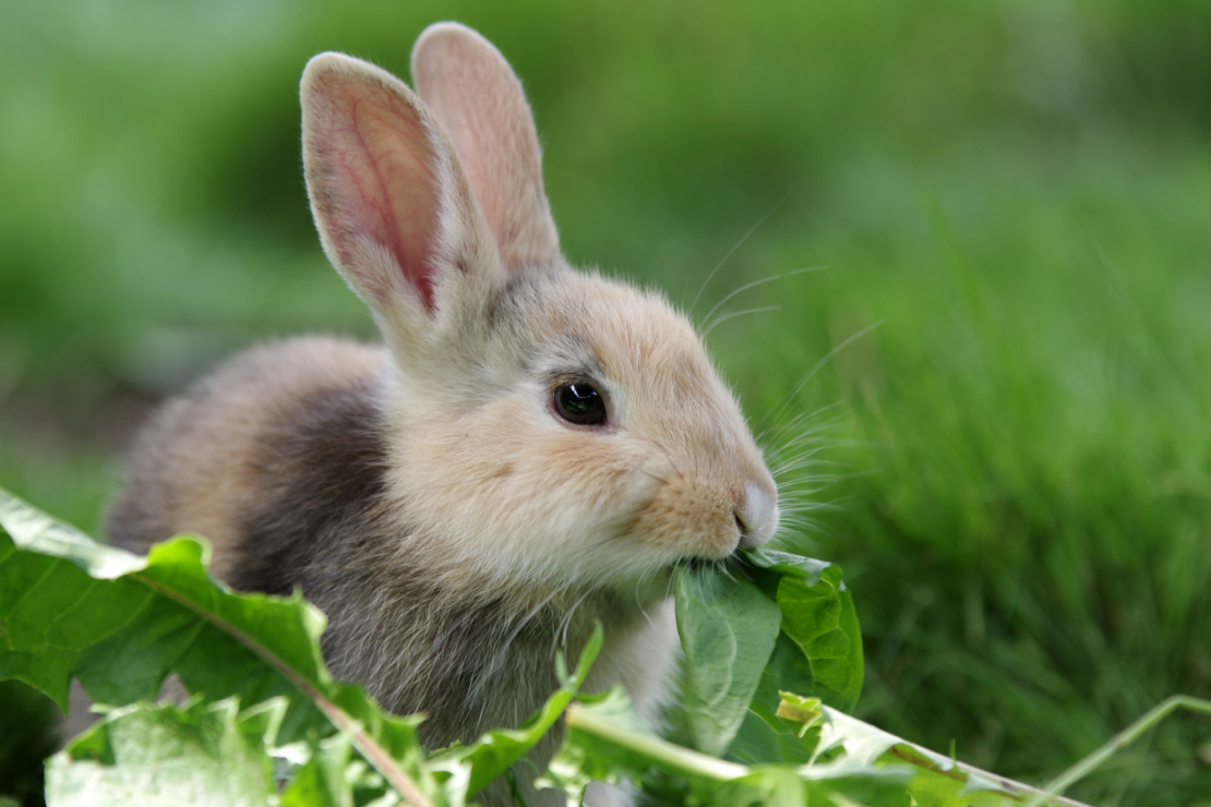 Ein junges Kaninchen mit hellbraunem Fell isst Löwenzahn auf einer Wiese. Foto: AdobeStock_cuhle-fotos