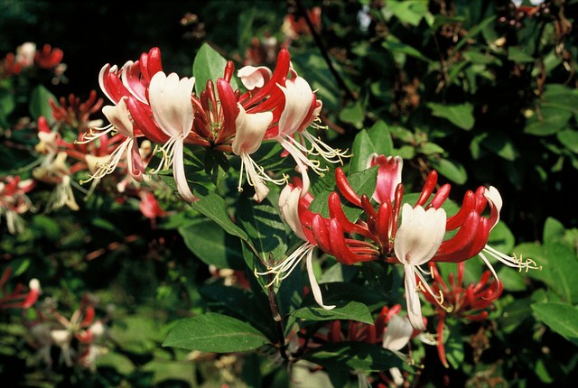 Wald-Geißblatt 'Serotina'