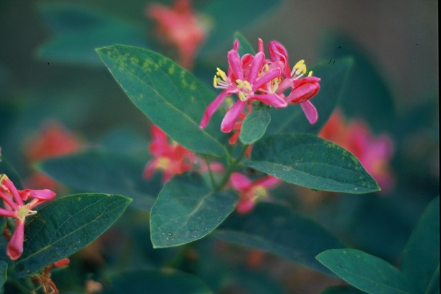 Lonicera tatarica 'Hack's Red' 