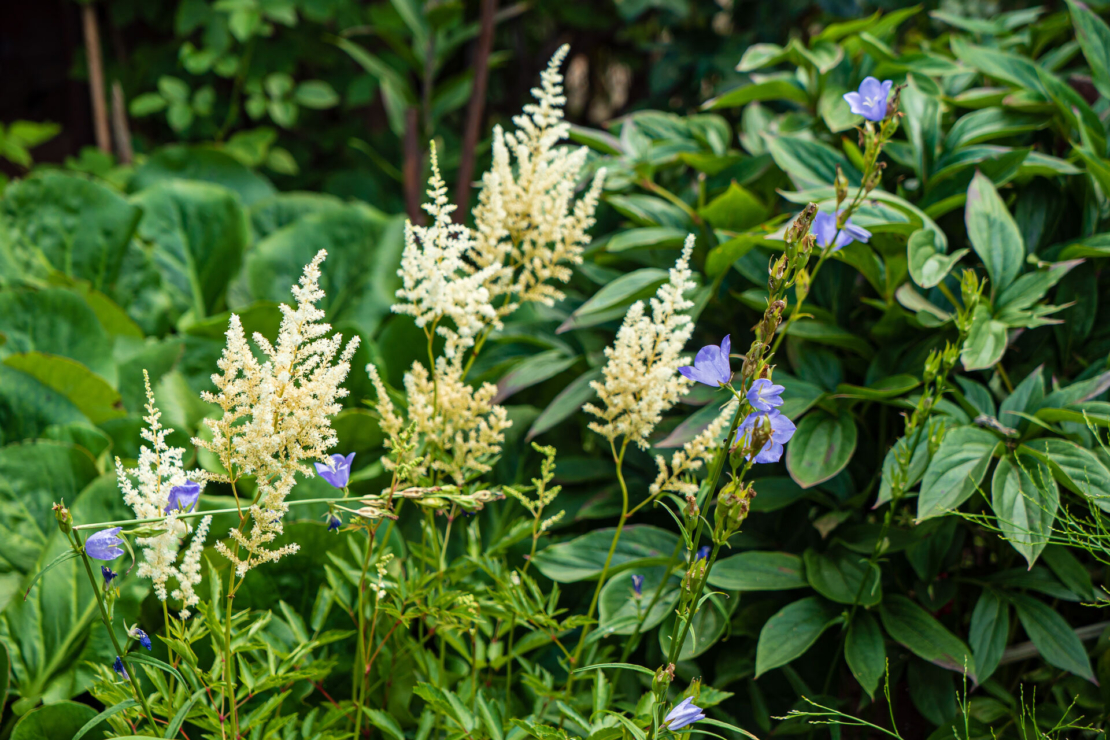 Weißblühende Prachtspiere in einem Schattenbeet. Foto: AdobeStock_Maksim Shebeko