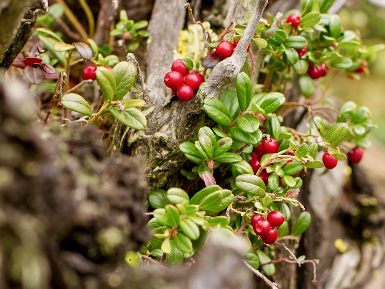 Preiselbeeren – Gesunde Verführung in rundem Rot | GartenFlora